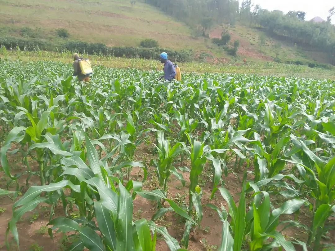 Knapsack sprayer safety: checks before, during and after field work