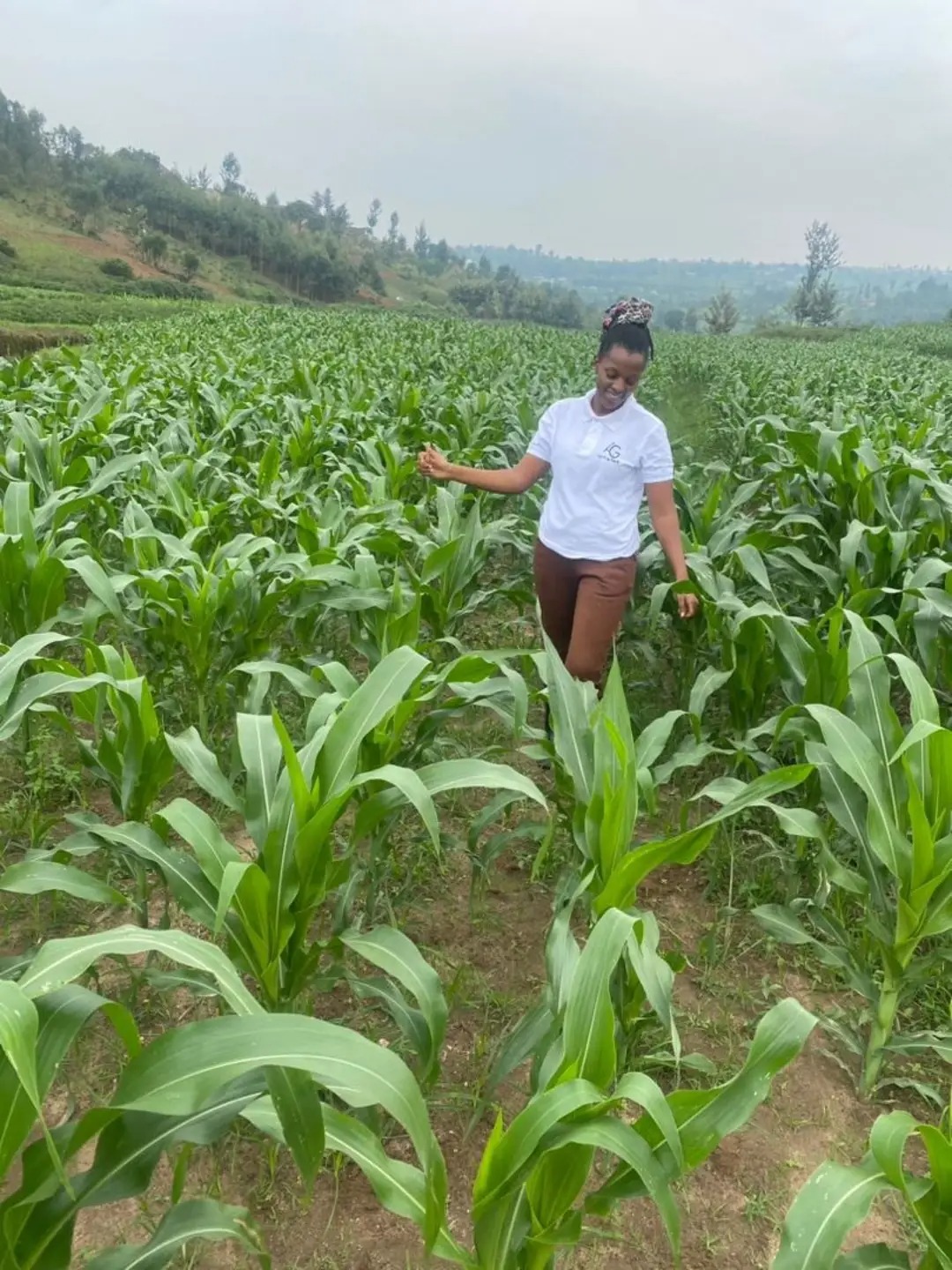 Maize farming in Rwanda: a practical guide to checking crop growth