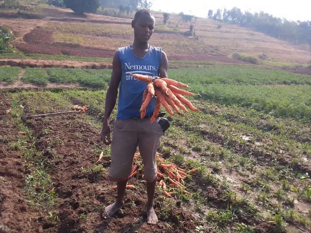 Carrot harvesting and handling: protecting quality from field to pickup