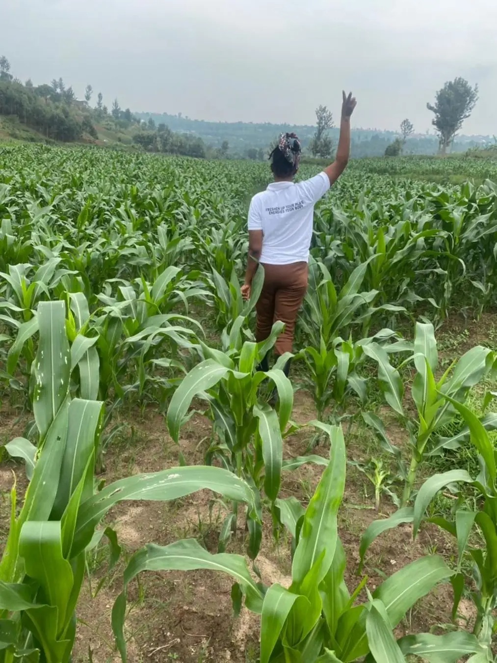 Maize harvest, drying and storage: planning beyond the field