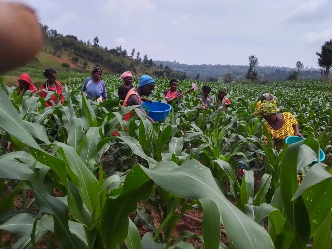 Maize field scouting: how a farming team can spot problems earlier