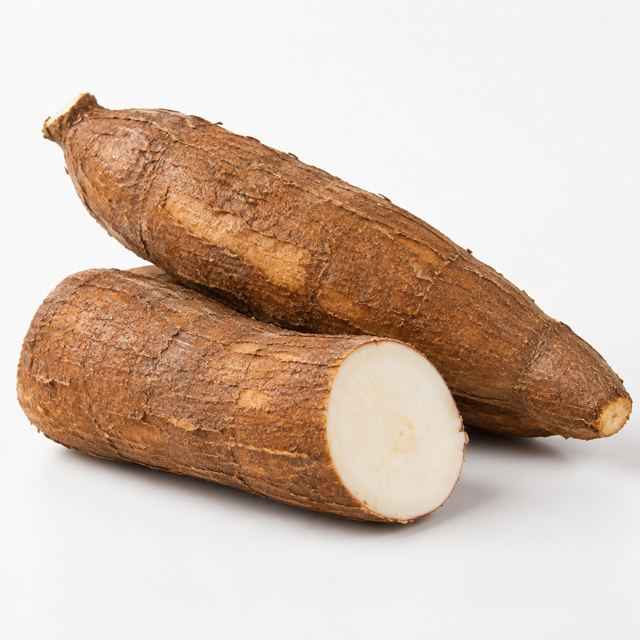 Cassava Roots — Illustration · Not a supplier photo