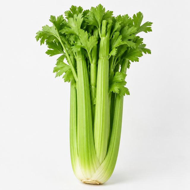Celery — Illustration · Not a supplier photo
