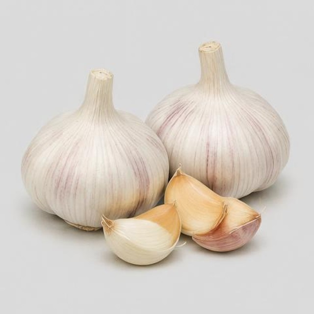 Garlic — Illustration · Not a supplier photo