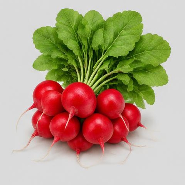 Radishes — Illustration · Not a supplier photo