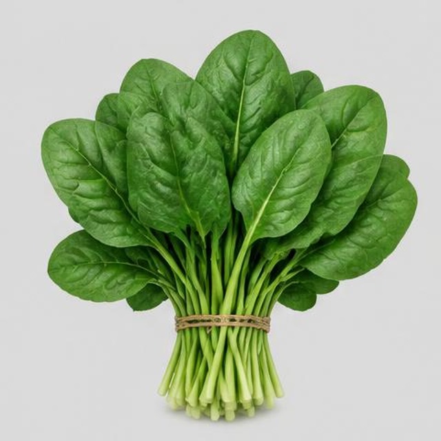 Spinach — Illustration · Not a supplier photo