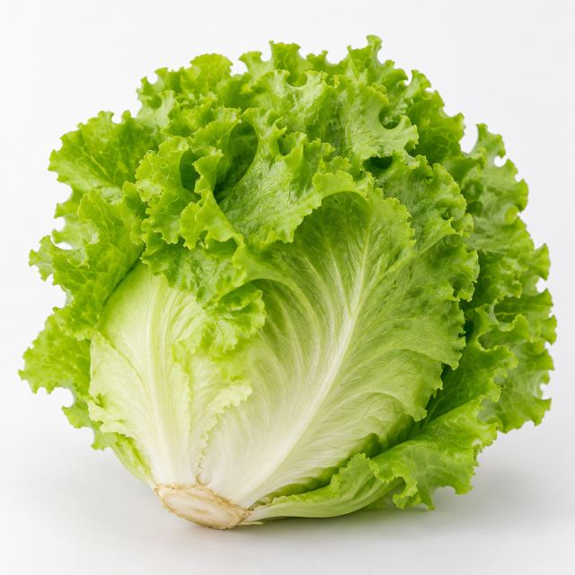 Lettuce — Illustration · Not a supplier photo