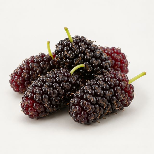 Mulberries — Illustration · Not a supplier photo