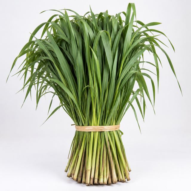 Napier Grass Bundle — Illustration · Not a supplier photo